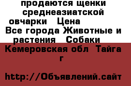 продаются щенки среднеазиатской овчарки › Цена ­ 30 000 - Все города Животные и растения » Собаки   . Кемеровская обл.,Тайга г.